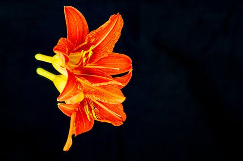 Lily