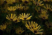 Bloemen nr 4