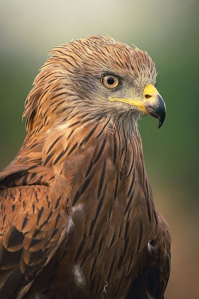 Red Kite Portrait by Durk-jan Veenstra