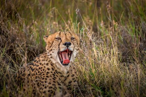 On a lazy afternoon!