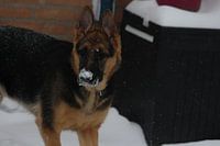 dog under the snowwww