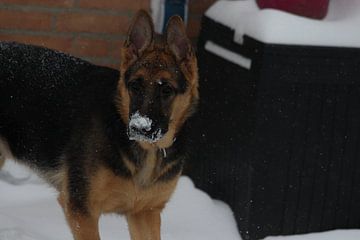 dog under the snowwww by casper klijnhout