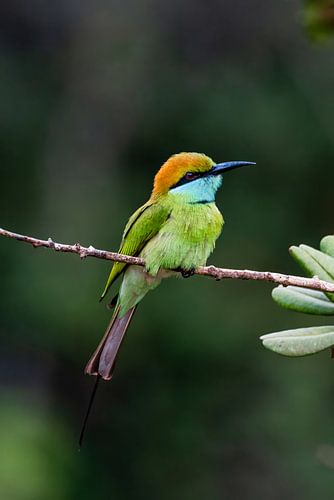 Aziatische Kleine Groene Bijeneter