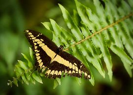 Koninginnenpage Papilio machaon van Saranda in t Veld Fotografie