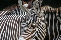 Zebra details