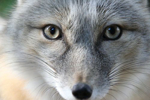 Eye to Eye, Oog in Oog