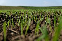 Opkomende plantjes op glooiende akker
