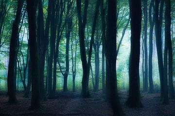 In the dark forest by Ton Drijfhamer