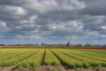 Lits de tulipes avec moulin