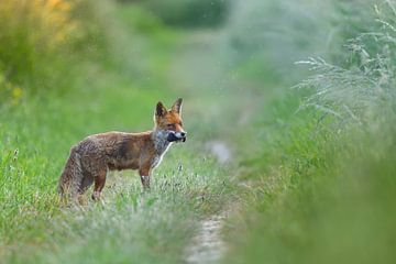 Fuchs mit Maulwurf von Marcel Versteeg