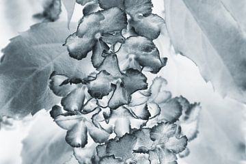 Fine art flowers in grijstinten van Ronald Smits