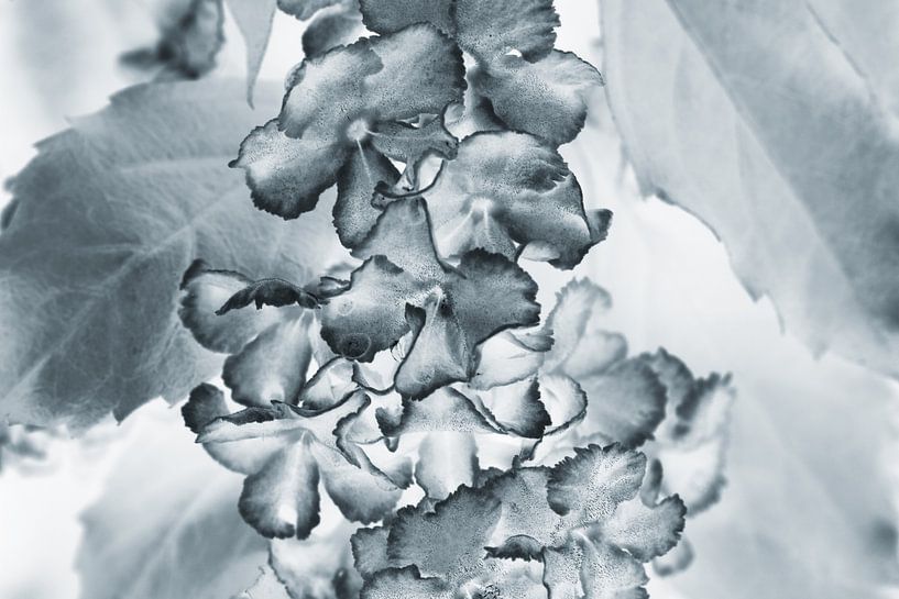 Fine art flowers in grijstinten van Ronald Smits