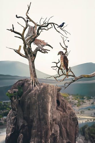 Fascinerende Beeldmanipulatie van Berglandschap en Vrouwelijk Gezicht met Cheeta en Torenvalk