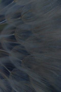 Löwenzahn-Pastellfarben von Lynlabiephotography