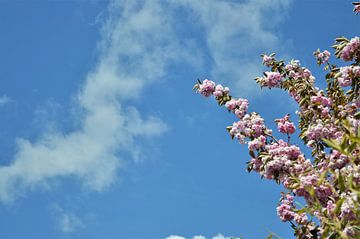 Een Kersenbloesem in de Blauwe Lucht by DoDiLa Foto's
