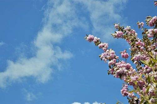 Een Kersenbloesem in de Blauwe Lucht