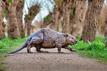 Beaver ( Castor fibre) crosses footpath.