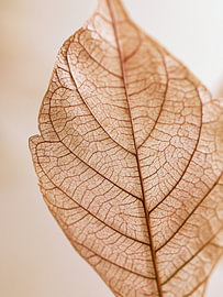 Doorschijnend bladskelet – Minimalistische botanische kunst van StudioRemier