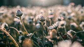 Blumenfeld von Amber Peeters