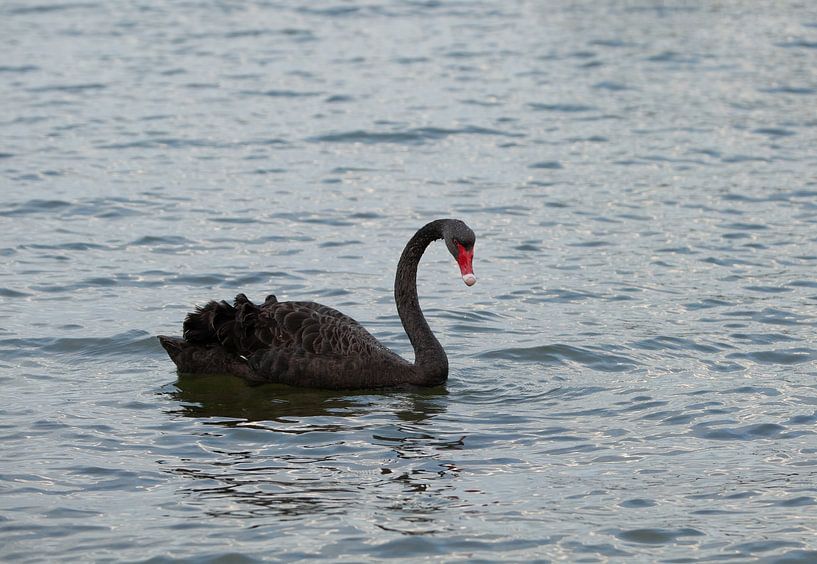 Le cygne noir par Corrie Post