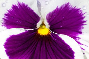 Een paars viooltje