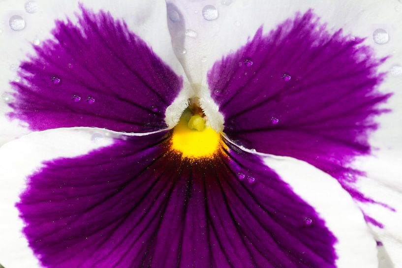 Een paars viooltje van Hilda Weges