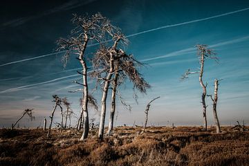 Hautes Fagnes en couleur - 3 sur Edwin van Wijk