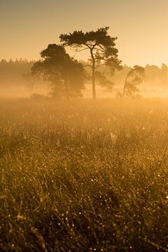 Strabrechtse Heide 255 von Deshamer