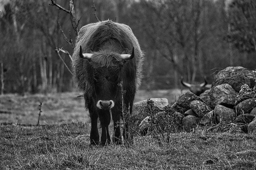Highland cattle on a meadow, in black and white by Martin Köbsch