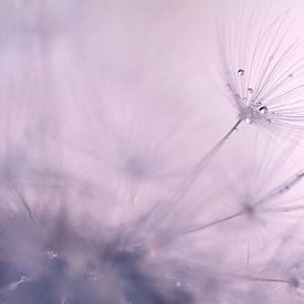 Purple desire by Hilde Remerie Photography and digital art