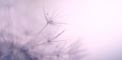 Purple Desire – Paardenbloempluis in Paarse Tinten | Dromerige Macro Natuurfotografie