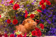 Bébé cochon d'Inde parmi les fleurs par Marloes van Antwerpen Aperçu