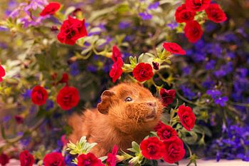 Bébé cochon d'Inde parmi les fleurs