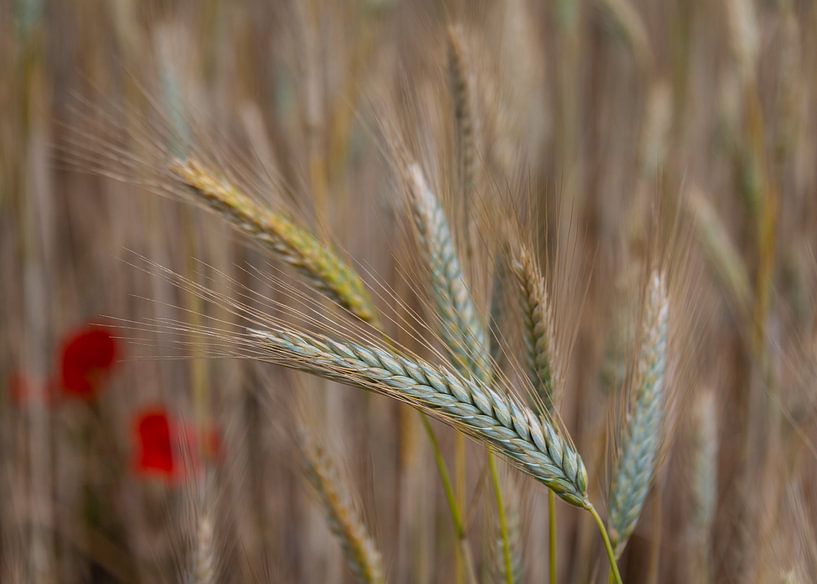 Das Korn schwankt im Wind hin und her von Natuurels