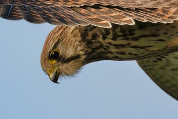 Torenvalk (Falco tinnunculus) van Eric Wander