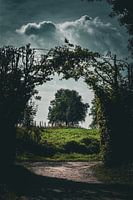 Arbre sur une vieille route de campagne