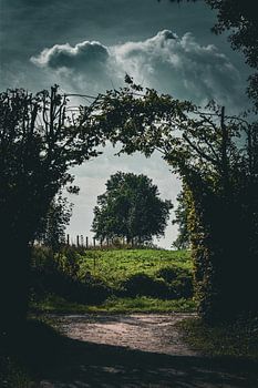 Arbre sur une vieille route de campagne