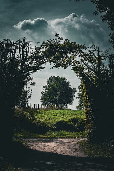 Arbre sur une vieille route de campagne par Geert Van Baelen