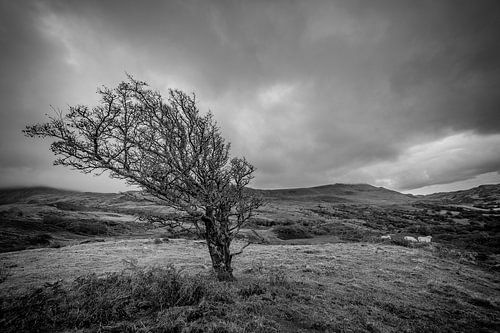 Tree, Landscape, Black and white