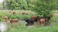 Schotse Hooglanders