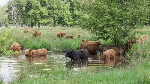 Scottish Highlanders