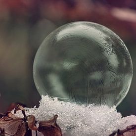 Frozen bubble on snowy hydrangea van Natascha IPenD