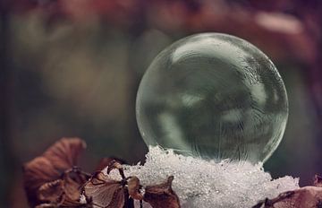 Frozen bubble on snowy hydrangea van Natascha IPenD