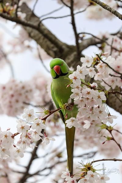 Collared parakeet. by Josmar Colmenares