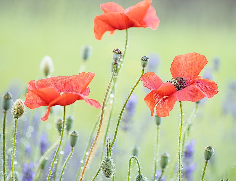field of poppies by natascha verbij