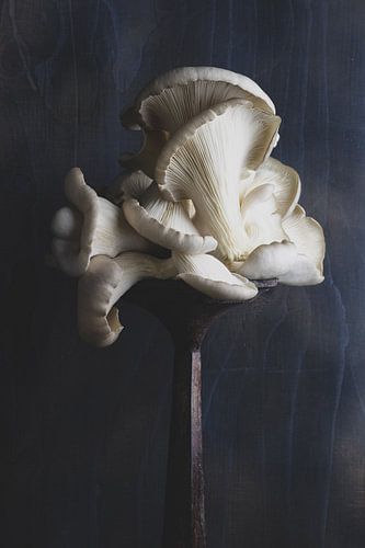 Oyster mushroom on a pedestal by Clazien Boot