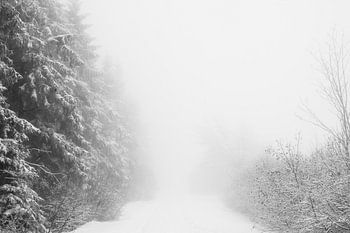 WINTER' ,Bäume im Nebel. Schwarz-Weiß-Fotografie.