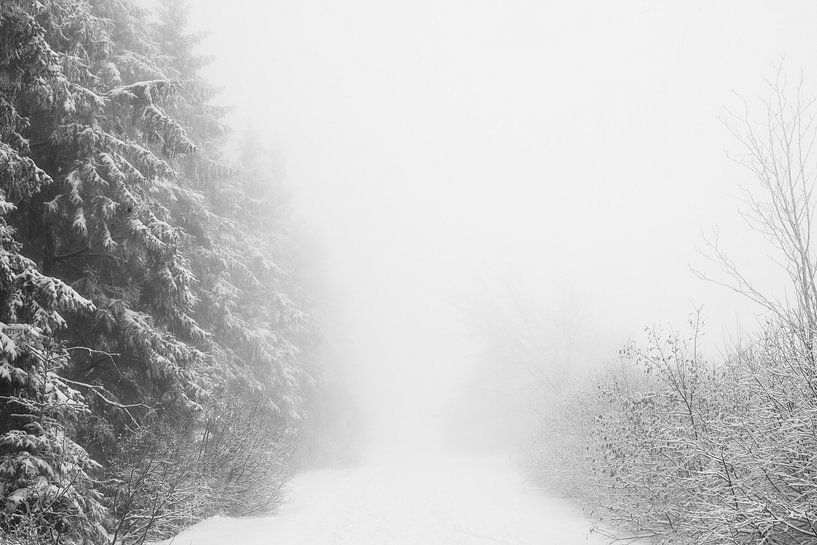 'WINTER' ,trees in the fog. Black-and-white photography. by Femke den Hollander