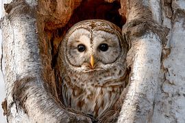 Tawny owl (Strix aluco) by Christian Müringer