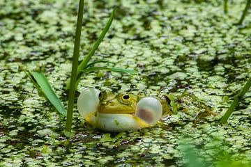 Quakender grüner Frosch in der Wasserlinse